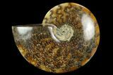 Polished Ammonite (Cleoniceras) Fossil - Madagascar #127210-1